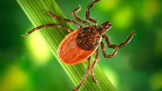 How common is Lyme disease in California? Here's what to…