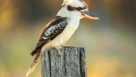 World-First Study Finds Surprisingly Common Mismatch Between Wild Australian Birds’ Sexual Characteristics And Genetics