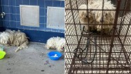 Bonded Pair Of Dogs Sneak Into California School To Get Shelter, What Happens Next Is Heartwarming