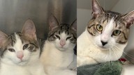 North Jersey's adoptable pets of the week: Apollo, Archer and Biggie