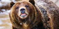 What Do Yellowstone's Bears, Bison, And Birds Do When People Aren't Around To Bother Them?