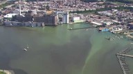 Weather caused hundreds of dead crabs, fish to surface in harbor