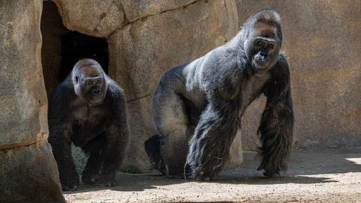 Meet San Diego Zoo Safari Park's new silverback gorilla