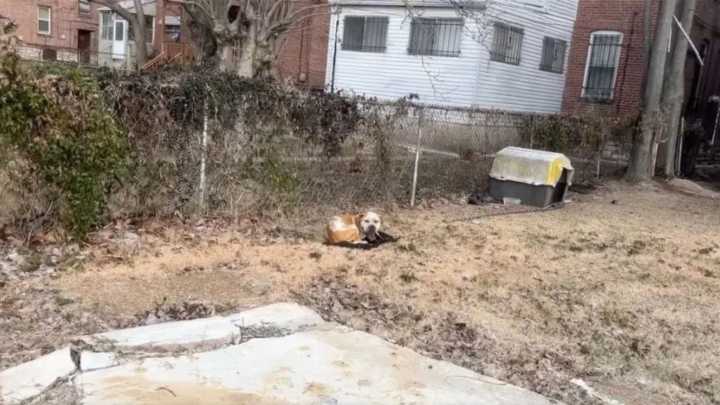 Missouri Pup Left Chained And Alone Experiences A Life