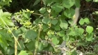 Houston Woman Was Just Driving By Until A White Blur In The Grass Led To An Unexpected Rescue
