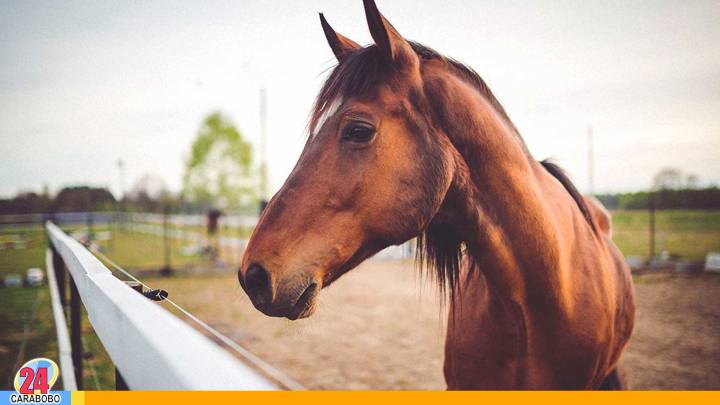 Localizan desmembrado a un caballo en escuela de Palo Negro