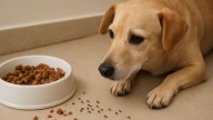 Es el paraíso para las hormigas y está en tu cocina: la culpa es de tu perro y a ellas les encanta