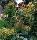 Garden Notes: Aug. 13, 2025