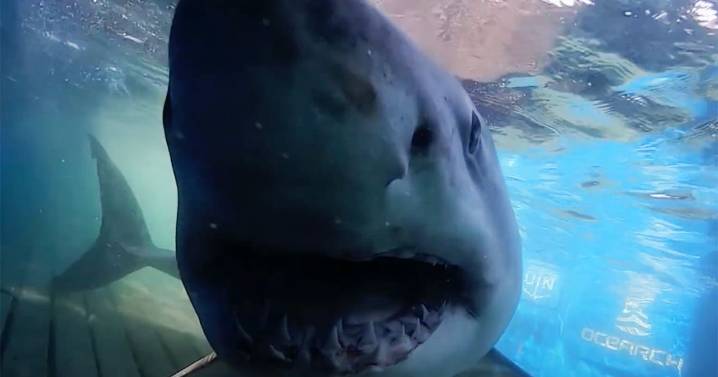 Great white shark sightings spike as 11 seen this month off coast