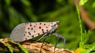 Por qué expertos recomiendan aplastar la mosca linterna