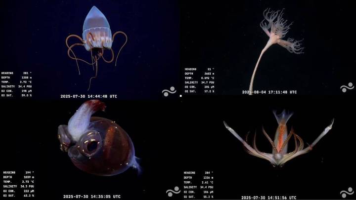 Batatita, un pez telescopio y un streaming viral: la expedición argentina al fondo del mar que enamora a Internet