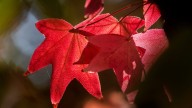When will Ohio leaves start changing colors? 🍂