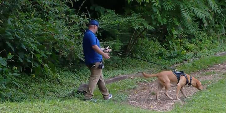 New detection dogs helping to sniff out invasive pests