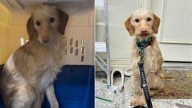 Texas Dog Living In Trailer Lights Up With Joy After Rescuers Finally Arrive