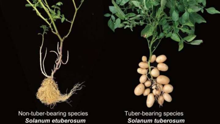 El cruce entre un tomate y una planta silvestre hace nueve millones de años fue el origen de la patata