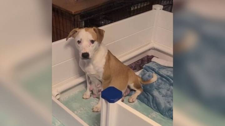 Pregnant Dog On Oklahoma Euthanasia List Finds Her Rescue Just Half An Hour Before Her Deadline