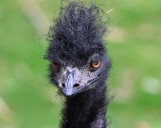 Emu on the loose in Lakewood returns home