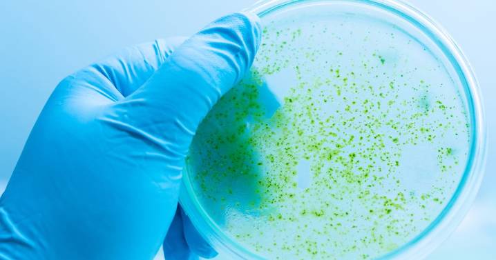 Warning issued as common toxic substance could 'kill dog in minutes'