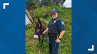 Officer saves miniature donkey after trailer accident