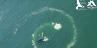 New UH study finds humpback whales are only species capable of bubble