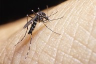 Maryland health department confirms 1st human case of West Nile virus this year
