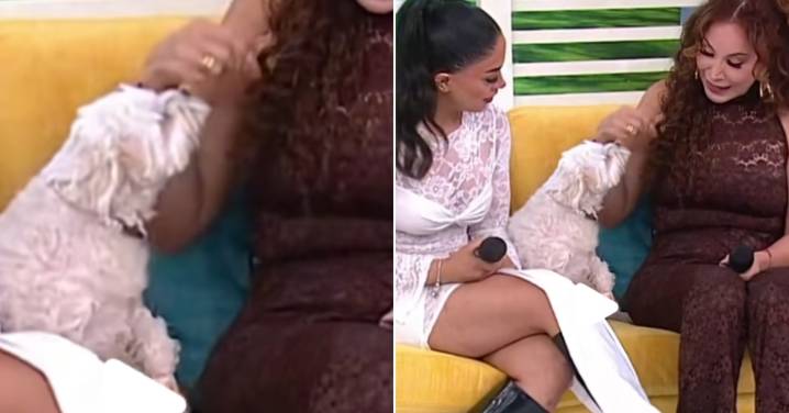 Perrita de Onelia Molina muerde a Janet Barboza en pleno programa en vivo: "Es la mala vibra"