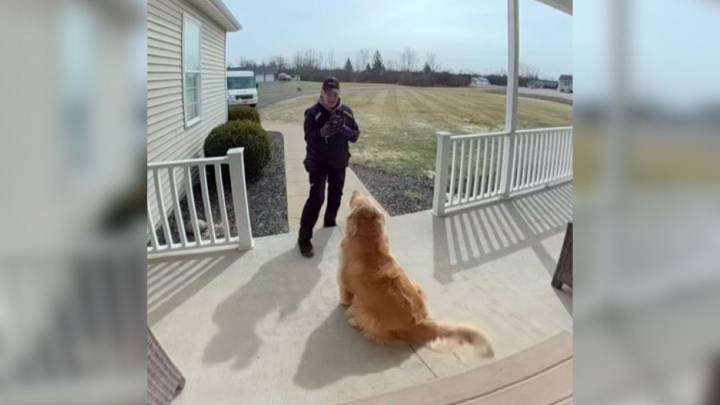 Internet Was Surprised By This Golden Retriever’s Hysterical Reaction To A New York Delivery Driver