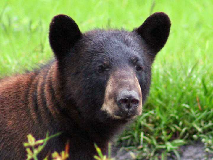 Lindsay Cross blasts ‘wildlife cruelty’ in proposed 2025 bear hunt, urges FWC to shoot it down