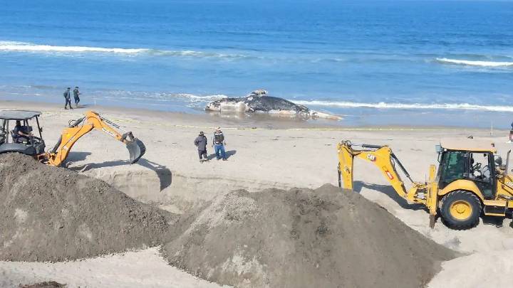 Inicia entierro de ballena hallada muerta este lunes en Playas de Tijuana