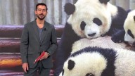 Jia Jia y De De, los primeros cachorros gemelos de panda gigante peludos de Hong Kong cumplen 1 año