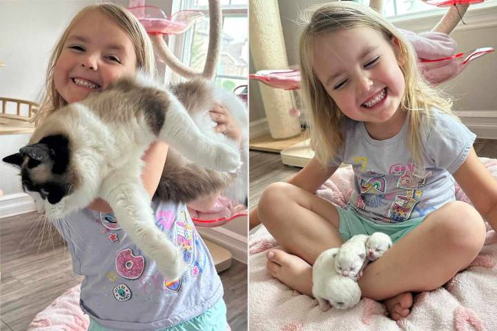 4-Year-Old Girl Finds Cat Giving Birth in Her Bed (Exclusive)