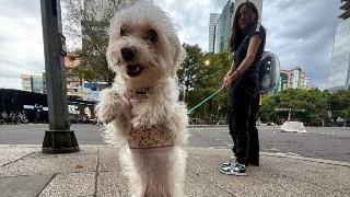 ¿Con quién se queda el perro? Acuerdos de divorcio en CDMX reconocerán a mascotas
