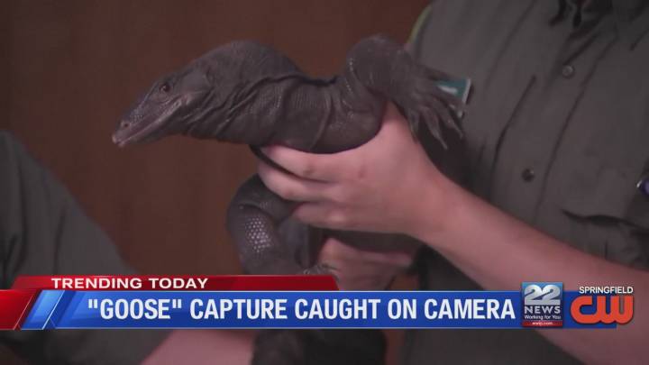 VIDEO: Goose the water monitor caught by environmental police in Douglas