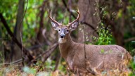Michigan deer expert to lead seminar in Portland on Sept. 23