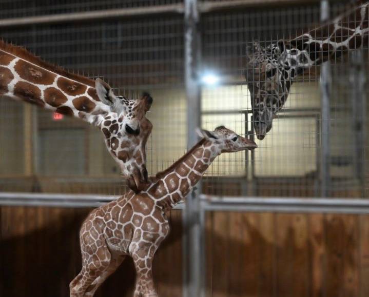 Mercer County animal park holding naming contest for baby giraffe