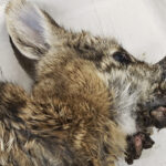 Rabbits with ‘horns’ in Colorado are being called ‘Frankenstein bunnies.’ Here’s why
