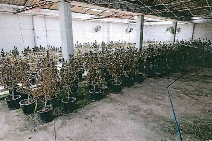 FGR desmantela narco-invernadero en Teocaltiche, Jalisco; hallaron más de 520 plantas de marihuana