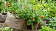 Which Amazon Tomato Grow Bag Is Worth Buying, According To Reviews