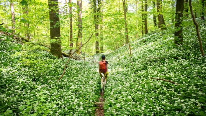 A toxicologist’s guide to poison ivy’s itch and bee stings’ burning pain – 2 examples of nature’s chemical warfare