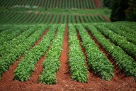 Who controls the food supply? Proposed changes to seed reuse reopens debate