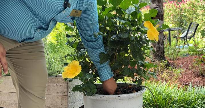 Watering Wisdom: how to keep contain plants thriving in extreme summer heat