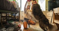 These colleges are welcoming pets in dorms to reduce students' stress and anxiety
