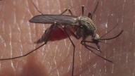 First human case of West Nile virus detected in Michigan in 2025
