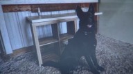 Law enforcement K9 kills 3-year-old child of Colorado police chief