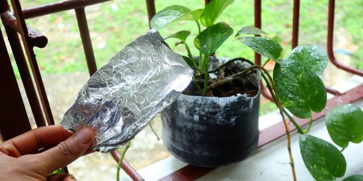 Plantas en casa: para qué sirve colocar papel aluminio en las macetas