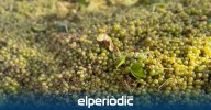 AVA-ASAJA denuncia que las bodegas del cava ofrecen la mitad del año pasado por la uva