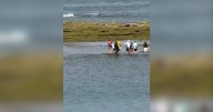 Video | La marea sorprendió a un grupo de turistas en Las Grutas: el rescate que sirve como advertencia