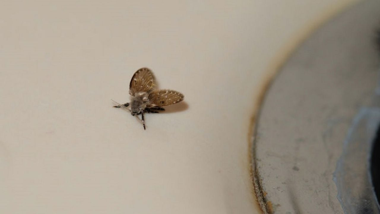 El truco milenario de la abuela para eliminar las molestas mosquitas que aparecen en tu baño