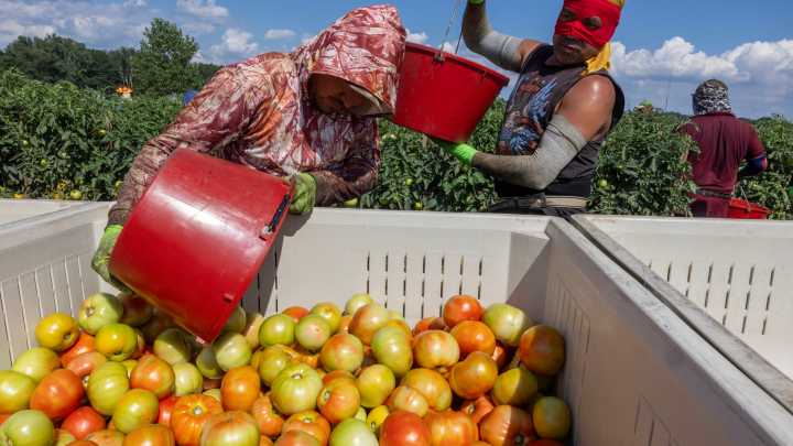 After Michigan tomato farmers get tariff help, Mexico raises its prices