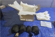 Intenta mandar 850 tortugas vivas a Hong Kong haciéndolas pasar por juguetes